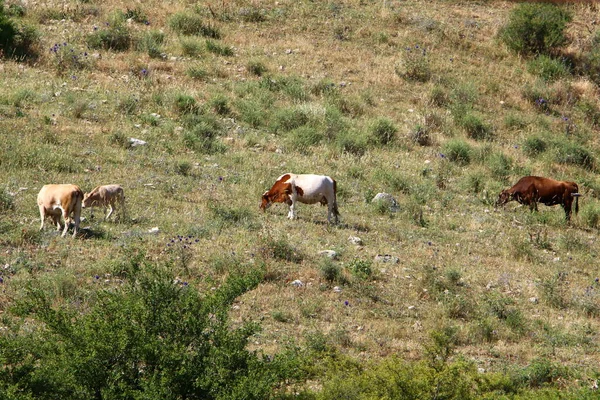 Mucche Pascolano Una Radura Forestale Nel Nord Israele Estate Calda — Foto Stock