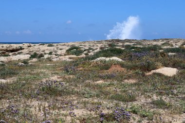 İsrail devletinin kuzeyindeki Akdeniz 'in kıyısı. İsrail 'de sıcak yaz 