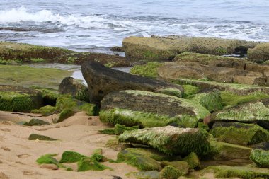 İsrail 'in kuzeyindeki Akdeniz kıyılarında taş ve deniz kabukları. İsrail 'de sıcak yaz 