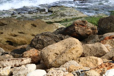 İsrail 'in kuzeyindeki Akdeniz kıyılarında taş ve deniz kabukları. İsrail 'de sıcak yaz 