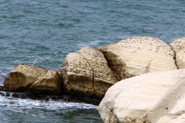 İsrail 'in kuzeyindeki Akdeniz kıyılarında taş ve deniz kabukları. İsrail 'de sıcak yaz 