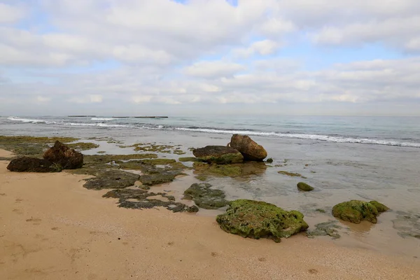 北イスラエルの地中海沿岸の石や貝殻 イスラエルの暑い夏 — ストック写真