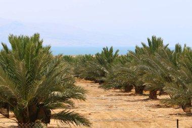 İsrail 'de Ölü Deniz' in kıyısındaki bir şehir parkında palmiye ağacı yetişir. İsrail 'de sıcak yaz 