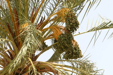 İsrail 'de Ölü Deniz' in kıyısındaki bir şehir parkında palmiye ağacı yetişir. İsrail 'de sıcak yaz 