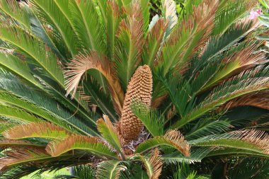 İsrail 'de Ölü Deniz' in kıyısındaki bir şehir parkında palmiye ağacı yetişir. İsrail 'de sıcak yaz 