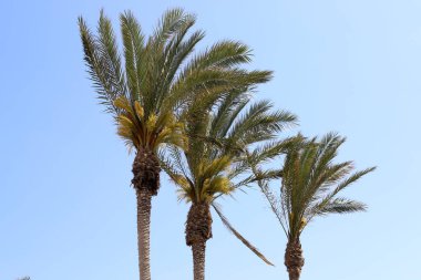 İsrail 'de Ölü Deniz' in kıyısındaki bir şehir parkında palmiye ağacı yetişir. İsrail 'de sıcak yaz 