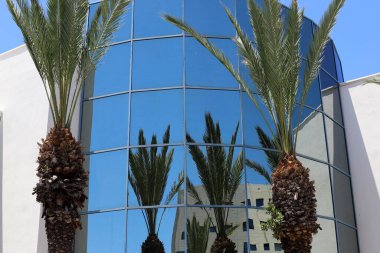 İsrail 'de Ölü Deniz' in kıyısındaki bir şehir parkında palmiye ağacı yetişir. İsrail 'de sıcak yaz 