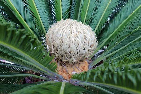 Palmera Crece Parque Ciudad Orillas Del Mar Muerto Israel Verano — Foto de Stock