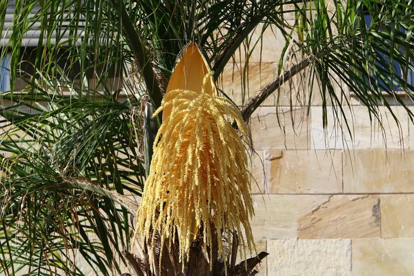 ヤシの木はイスラエルの死海の岸にある都市公園で成長します イスラエルの暑い夏 — ストック写真