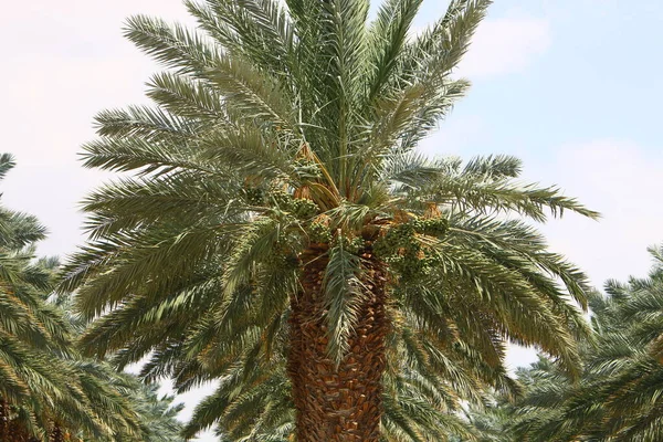 Palma Rośnie Parku Miejskim Nad Brzegiem Morza Martwego Izraelu Gorące — Zdjęcie stockowe
