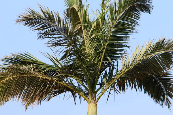 Palmier Pousse Dans Parc Urbain Sur Les Rives Mer Morte — Photo