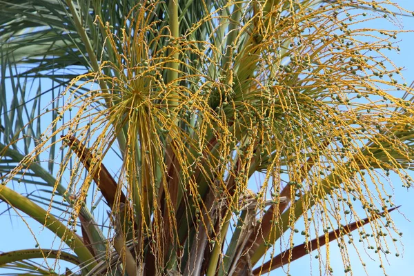 Palmeira Cresce Parque Cidade Nas Margens Mar Morto Israel Verão — Fotografia de Stock