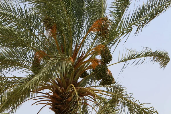 Pálmafa Egy Városi Parkban Holt Tenger Partján Izraelben Meleg Nyár — Stock Fotó