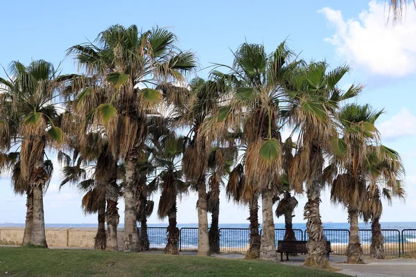 Palmera Crece Parque Ciudad Orillas Del Mar Muerto Israel Verano — Foto de Stock