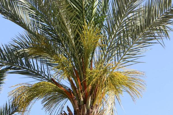 Palmeira Cresce Parque Cidade Nas Margens Mar Morto Israel Verão — Fotografia de Stock