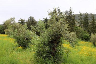 İsrail devletindeki dağların manzarası. İsrail 'de sıcak yaz 