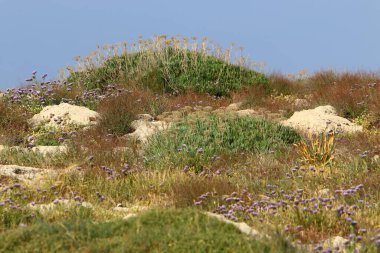 İsrail devletindeki dağların manzarası. İsrail 'de sıcak yaz 