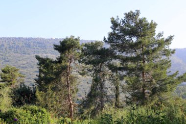 İsrail devletindeki dağların manzarası. İsrail 'de sıcak yaz 