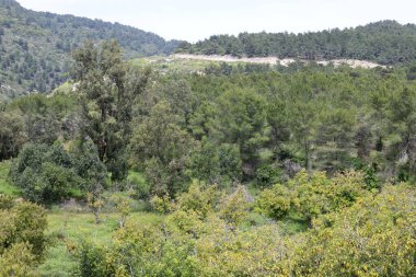 İsrail devletindeki dağların manzarası. İsrail 'de sıcak yaz 