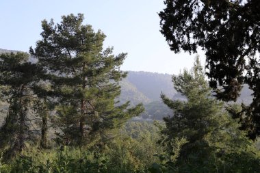 İsrail devletindeki dağların manzarası. İsrail 'de sıcak yaz 