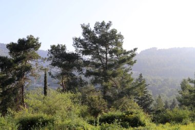 İsrail devletindeki dağların manzarası. İsrail 'de sıcak yaz 