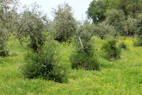 Τοπίο Στα Βουνά Στο Κράτος Του Ισραήλ Ζεστό Καλοκαίρι Στο — Φωτογραφία Αρχείου