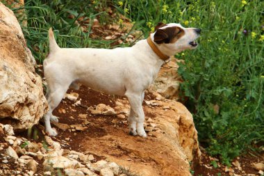 İsrail 'in büyük bir şehrinde şehir parkında yürüyüşe çıkan bir köpek. 