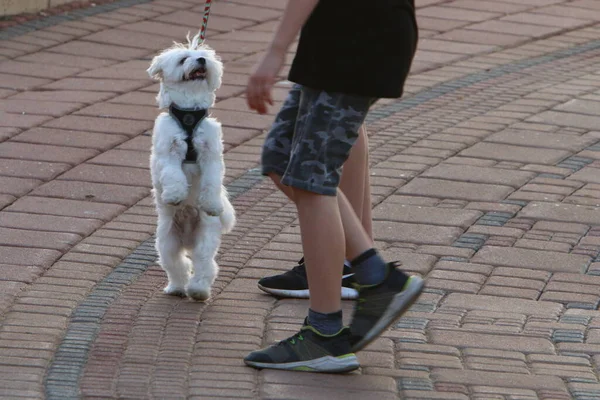 Dog Walk City Park Big City Israel — Stock Photo, Image