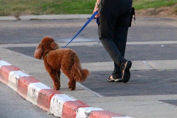 Perro Para Dar Paseo Parque Ciudad Una Gran Ciudad Israel — Foto de Stock