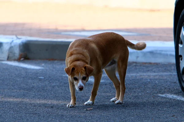 Hond Voor Een Wandeling Een Stadspark Een Grote Stad Israël — Stockfoto