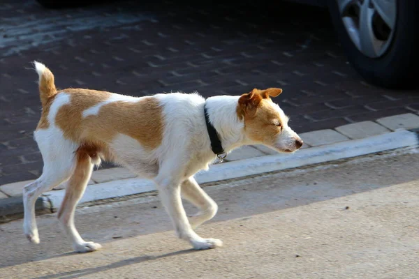 Anjing Untuk Berjalan Jalan Taman Kota Kota Besar Israel — Stok Foto