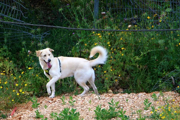 Perro Para Dar Paseo Parque Ciudad Una Gran Ciudad Israel — Foto de Stock