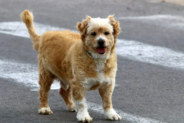 Srail Büyük Bir Şehrinde Şehir Parkında Yürüyüşe Çıkan Bir Köpek — Stok fotoğraf