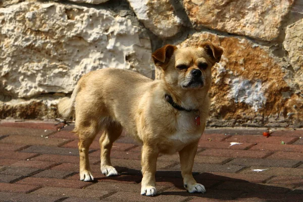 Chien Pour Une Promenade Dans Parc Urbain Dans Une Grande — Photo