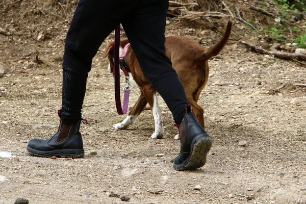 在以色列一个大城市的一个公园里散步的狗 — 图库照片