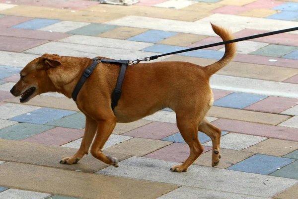 Hond Voor Een Wandeling Een Stadspark Een Grote Stad Israël — Stockfoto