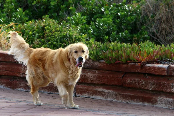 Cão Para Passeio Parque Cidade Uma Cidade Grande Israel — Fotografia de Stock