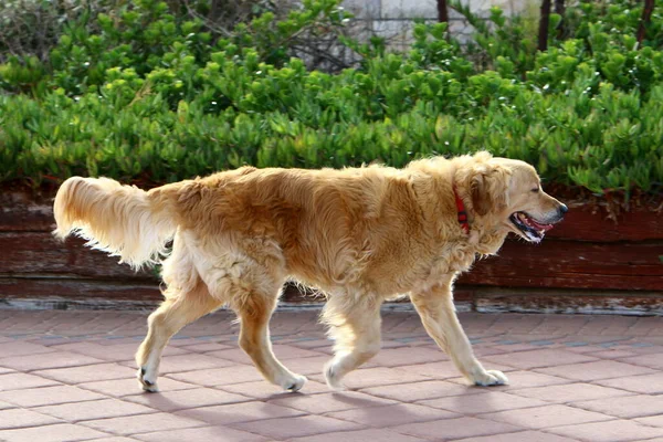 Cão Para Passeio Parque Cidade Uma Cidade Grande Israel — Fotografia de Stock