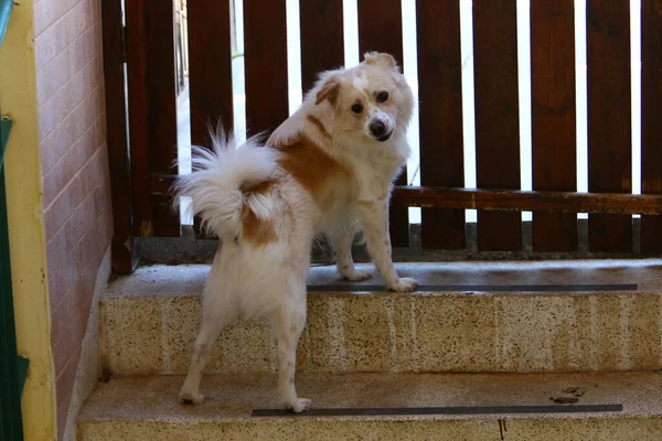 Cão Para Passeio Parque Cidade Uma Cidade Grande Israel — Fotografia de Stock