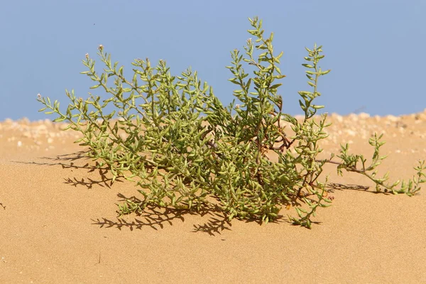 以色列北部的沙漠生长着绿色的植物和花朵 以色列的炎热夏天 — 图库照片