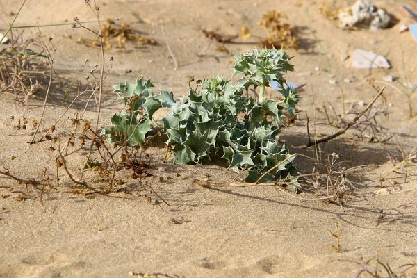 Plantas Flores Verdes Crescem Deserto Norte Israel Verão Quente Israel — Fotografia de Stock