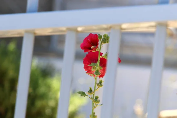 Träd Och Blommor Växer Längs Ett Staket Stadspark Israel — Stockfoto