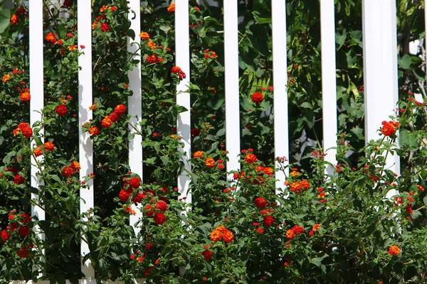 Alberi Fiori Crescono Lungo Una Recinzione Parco Cittadino Israele — Foto Stock