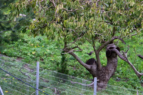 Árboles Flores Crecen Largo Una Valla Parque Ciudad Israel — Foto de Stock