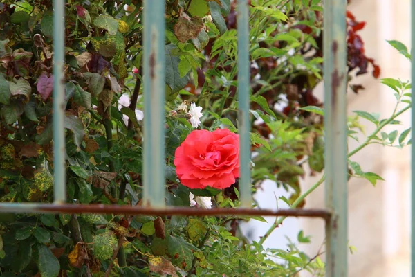 イスラエルの都市公園の柵に沿って木や花が成長します — ストック写真