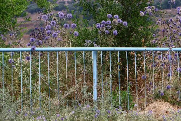 Árvores Flores Crescem Longo Uma Cerca Parque Cidade Israel — Fotografia de Stock