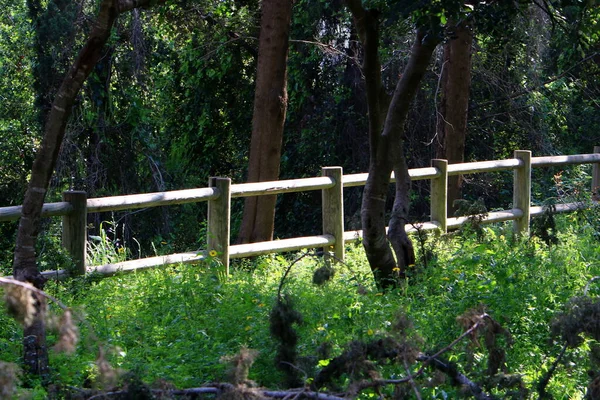 以色列一个城市公园的篱笆边生长着树木和花朵 — 图库照片