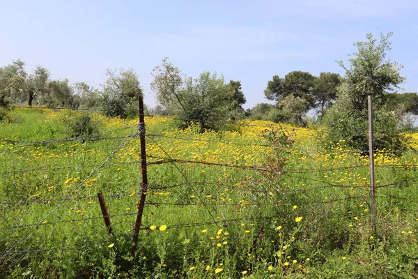 Árvores Flores Crescem Longo Uma Cerca Parque Cidade Israel — Fotografia de Stock