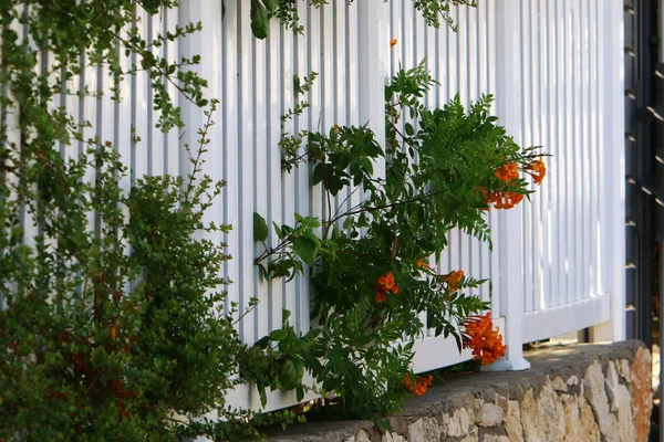 Träd Och Blommor Växer Längs Ett Staket Stadspark Israel — Stockfoto