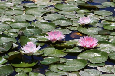 İsrail 'deki bir şehir parkında tatlı su havuzunda yüzen güzel nilüfer çiçekleri. 